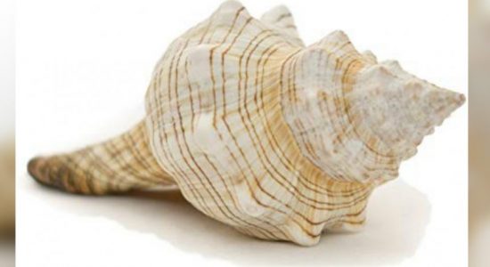 29 year old arrested with 19 conch shells