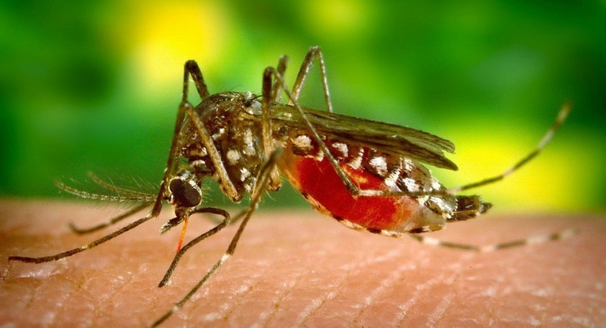 Malaria vector Anopheles stephensi on the rise