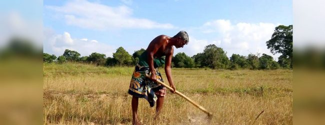 Prolonged drought leaves farmers helpless