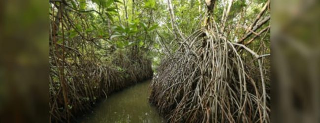 13 mangrove eco-systems to be declared as reserves