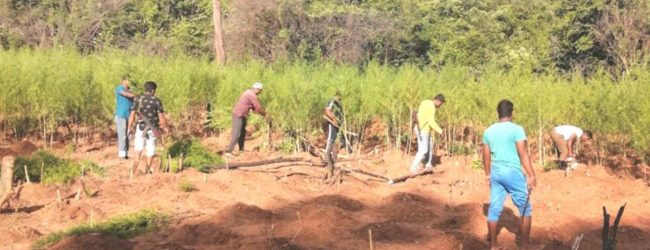 Large scale ganja farms raided in Ampara