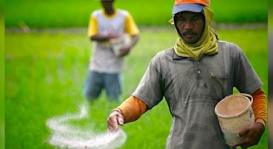 Govt launches paddy purchasing program with Army 