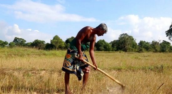 Prolonged drought leaves farmers helpless