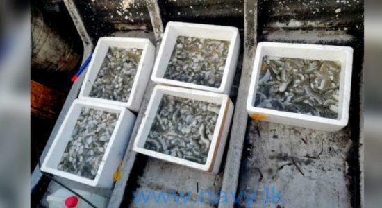 4 arrested for illegally harvesting sea cucumber