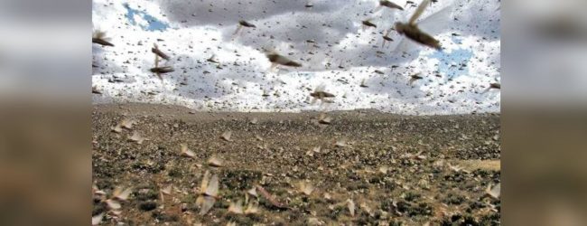 SL at risk of overseas desert locust plague
