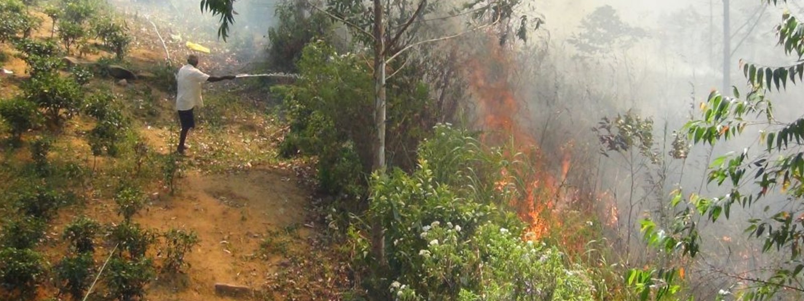 Forest fire destroys 25 acres of land in Hatton