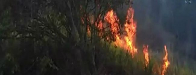 Deliberate forest fires reported in Badulla and Nuwara Eliya