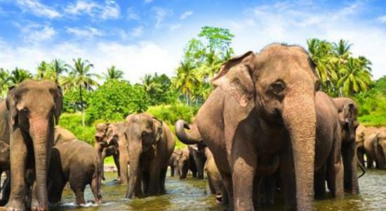 Udawalawe locals want solution for elephant issue 