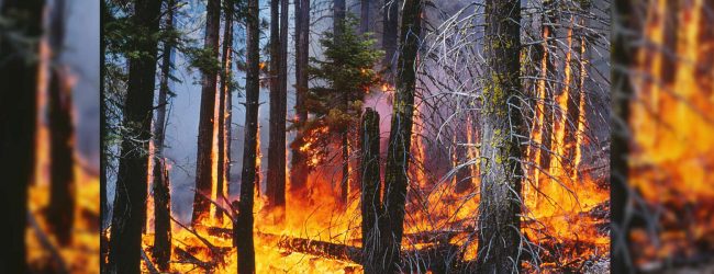 Forest fires increase across Badulla and Nuwara Eliya districts