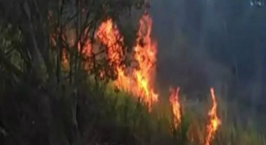 Deliberate forest fires reported in several areas