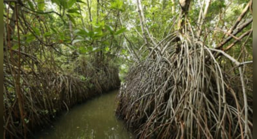 13 mangrove eco-systems to be declared as reserves