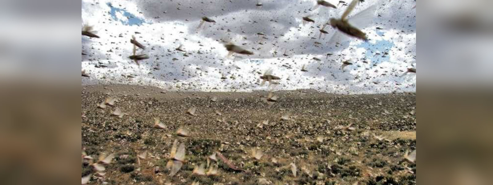 SL at risk of overseas desert locust plague