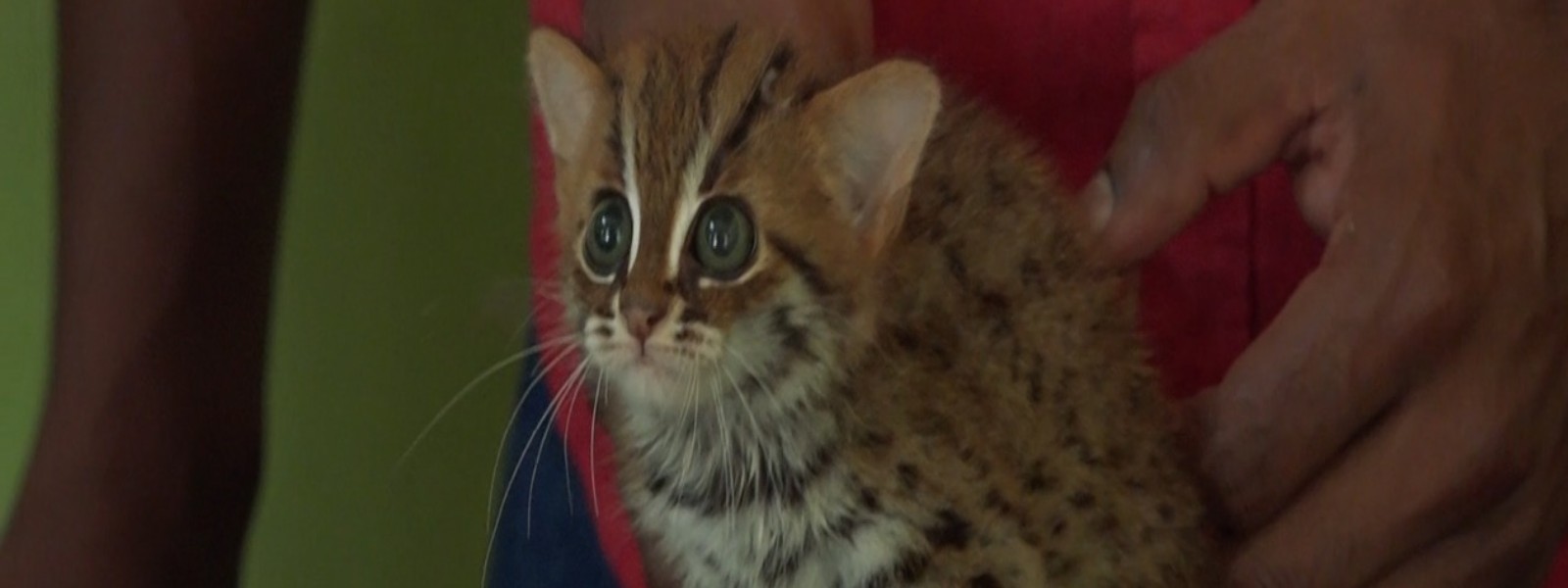 Fishing Cat saved from being sold