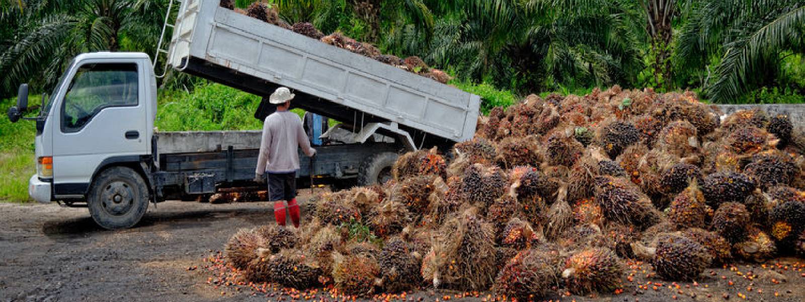 Special commodity levy on palm oil to be increased