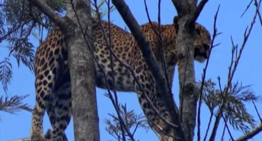 Leopard dies after being rescued in Maskeliya
