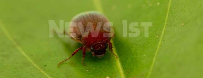 EXCLUSIVE : Four new Beetle species identified