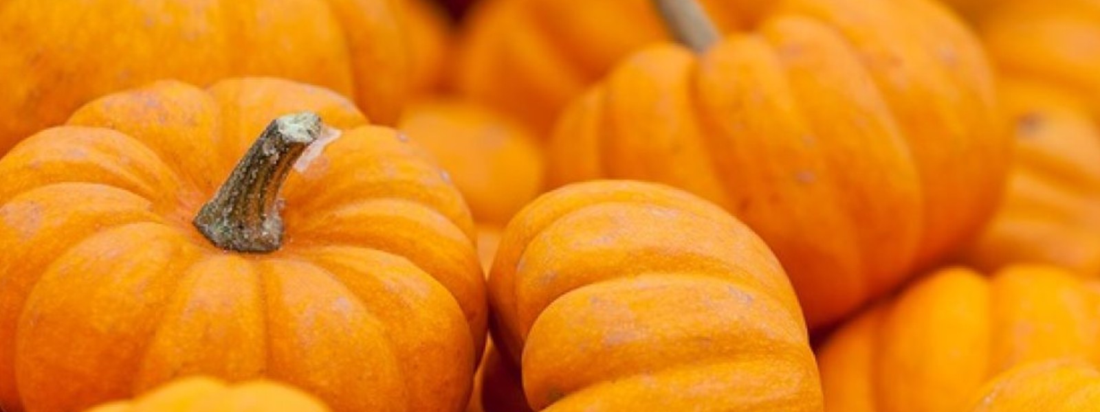 Free pumpkin for Samurdhi and daily wage earners