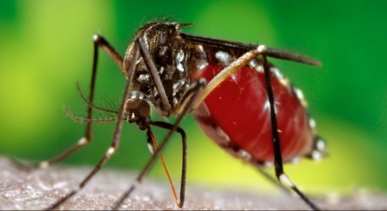 Risk of Dengue on the rise