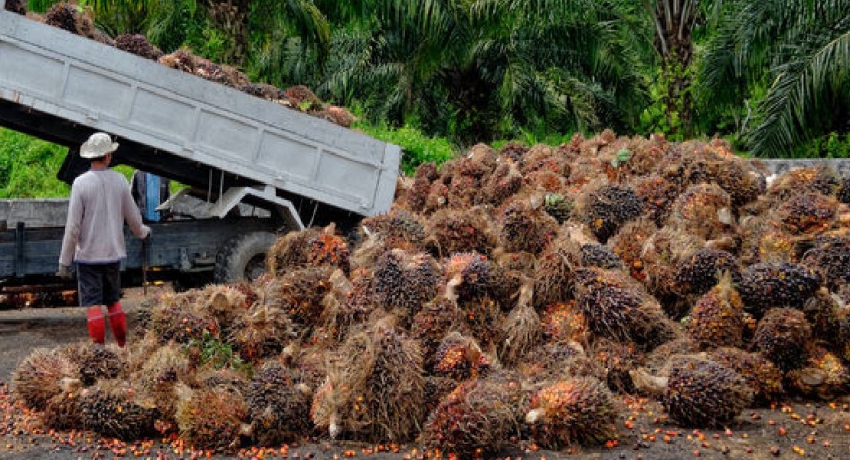Special commodity levy on palm oil to be increased