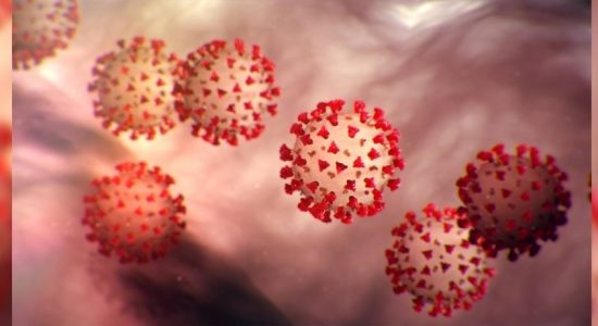 Sri Lanka's COVID-19 infections rises to 335