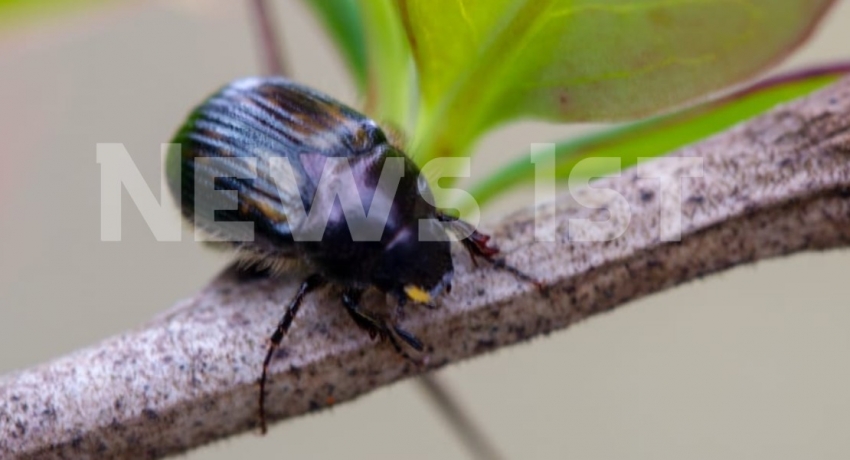 EXCLUSIVE :  Four new species of Beetles identified in Sri Lanka