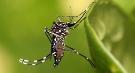 NDCU to implement dengue eradication program