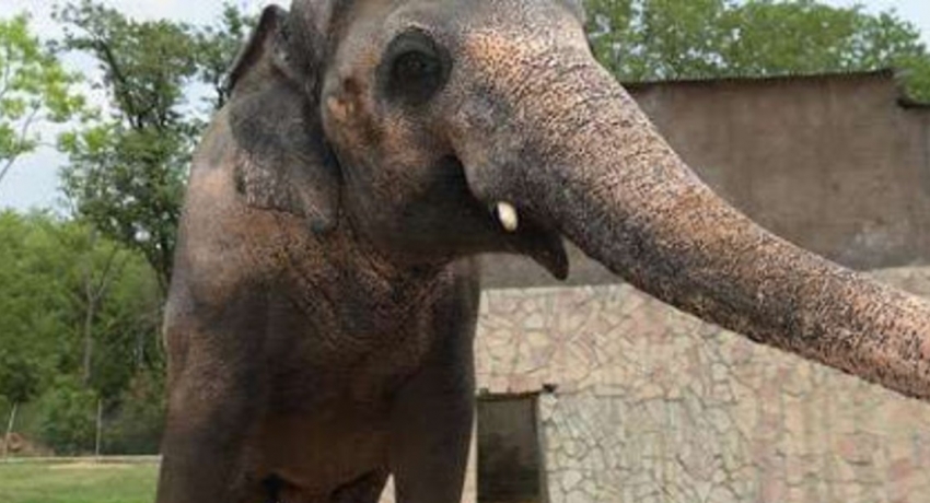 Lonely Sri Lankan Elephant Kaavan, to be released from Islamabad zoo under court order.