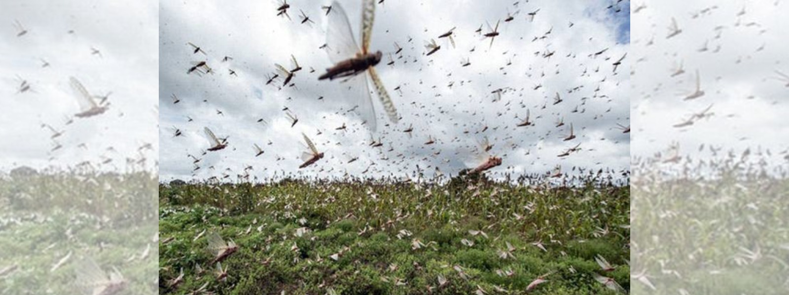Swarms of crop-eating locusts spreading in India may reach Sri Lanka as well: a warning from Dept. of Agriculture