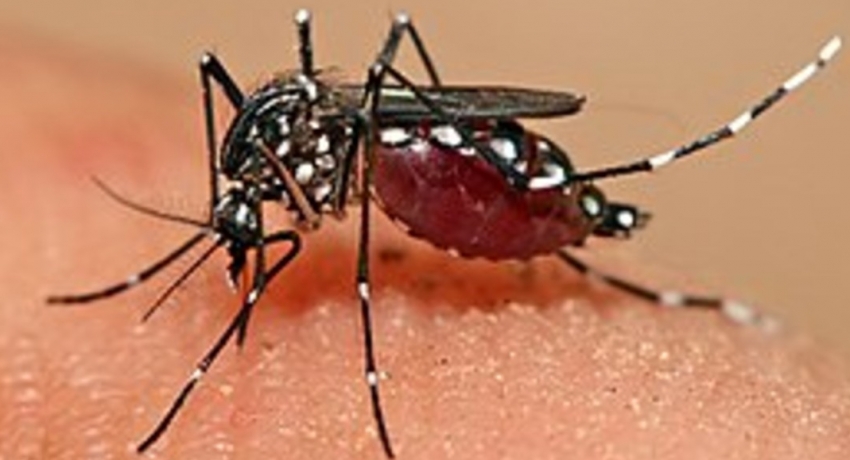 Risk of Dengue in Sri Lanka set to increase in the coming months