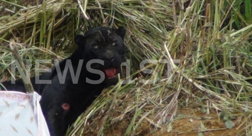 Man who set-up snare which trapped a rare Black Leopard arrested