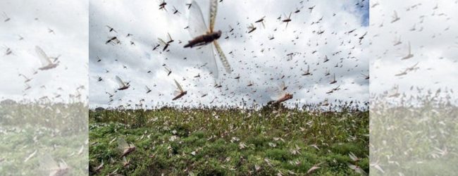 Swarms of crop-eating locusts spreading in India may reach Sri Lanka as well: a warning from Dept. of Agriculture