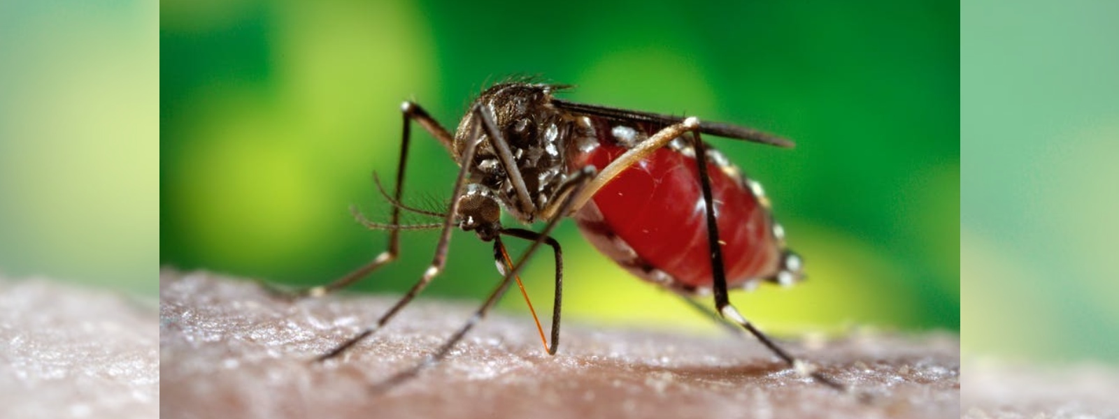 A special 4 day dengue eradication program