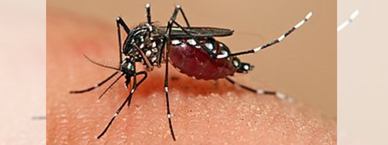 Risk of Dengue in Sri Lanka set to increase in the coming months
