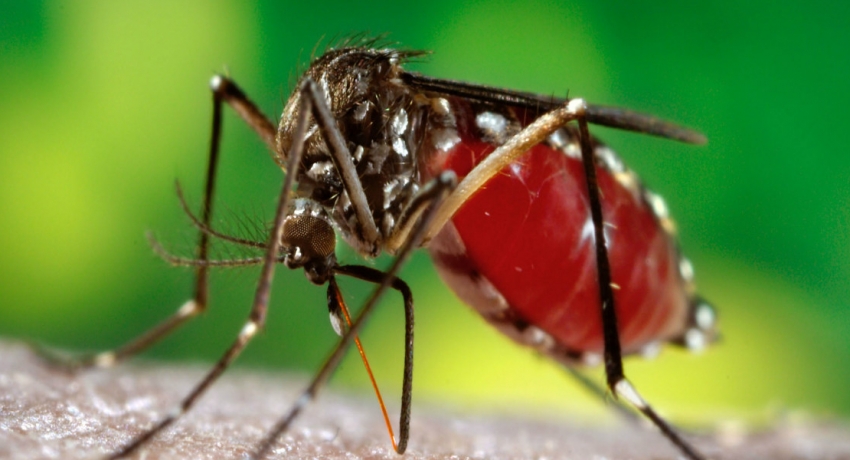 Risk of Dengue on the rise in the coming months