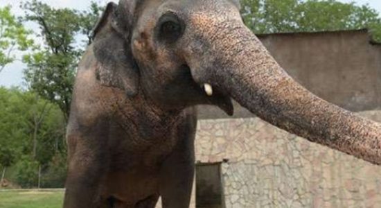 Pakistani HC rules to release lonely SL Elephant