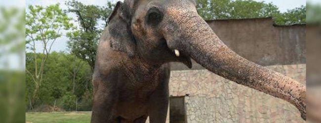 Pakistani HC rules to release lonely SL Elephant