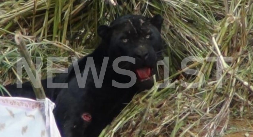 Rare Black Leopard Recently Rescued From A Snare Dies