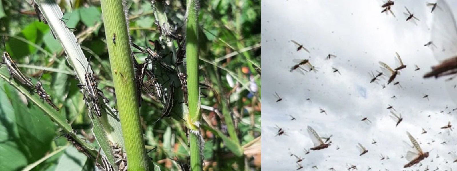 Locusts attack multiple farmlands in Kurunegala –  measures taken to contain the spread
