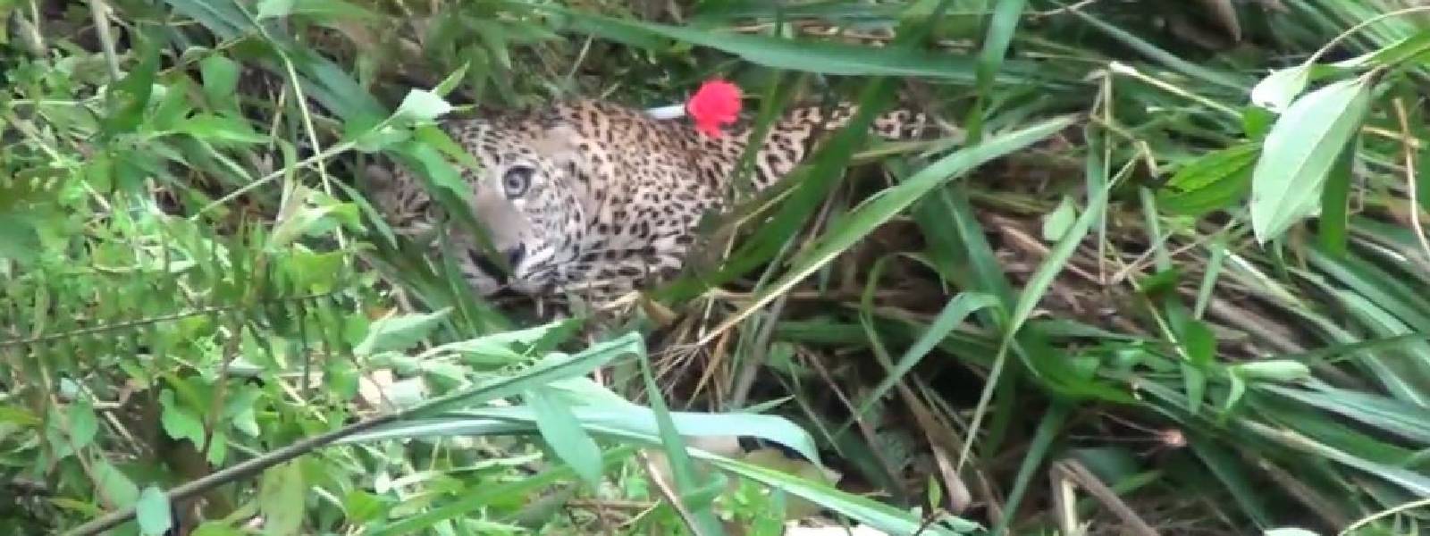 Leopard trapped in a snare in Yatiyanthota