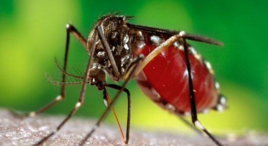 Risk of Dengue to Intensify