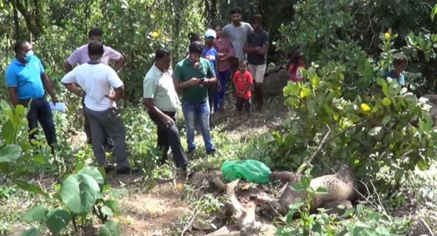 Wildlife officers discover carcass of a leopard killed in a snare in Galle