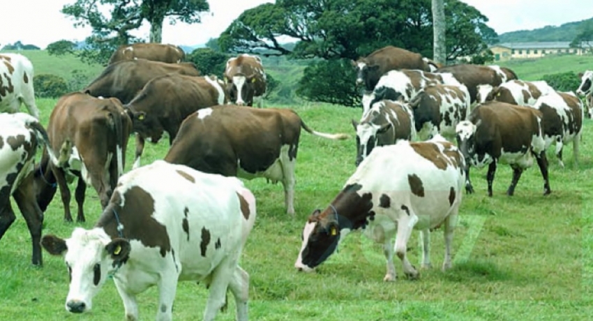 The importation of heifers criticized
