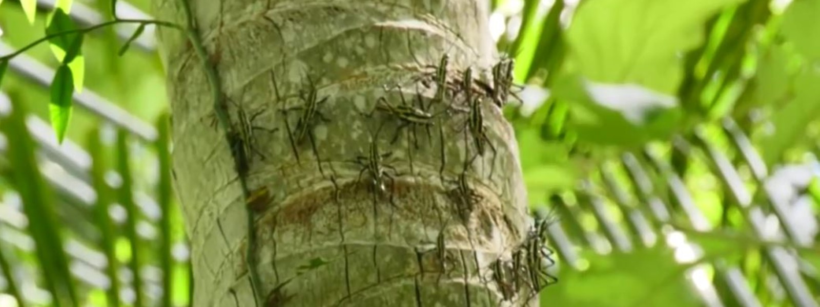 Yellow-spotted locust spreading across many areas