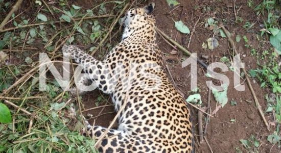 Two leopards trapped in a snare in Pussellawa