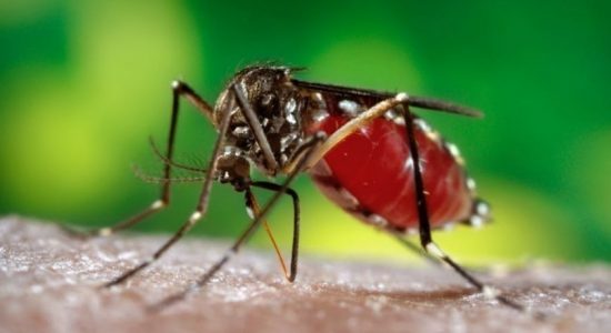 Stern action against dengue breeding grounds