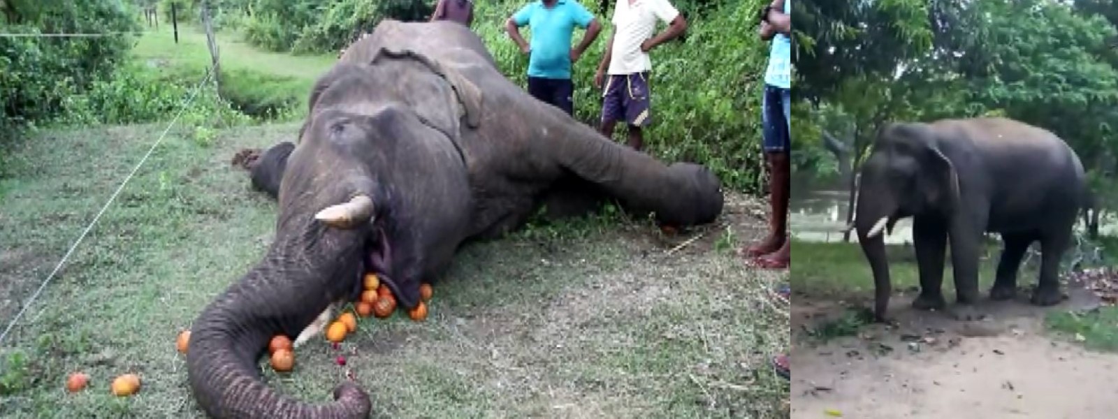 Automatic weapon used to kill tusker in Ambanpola