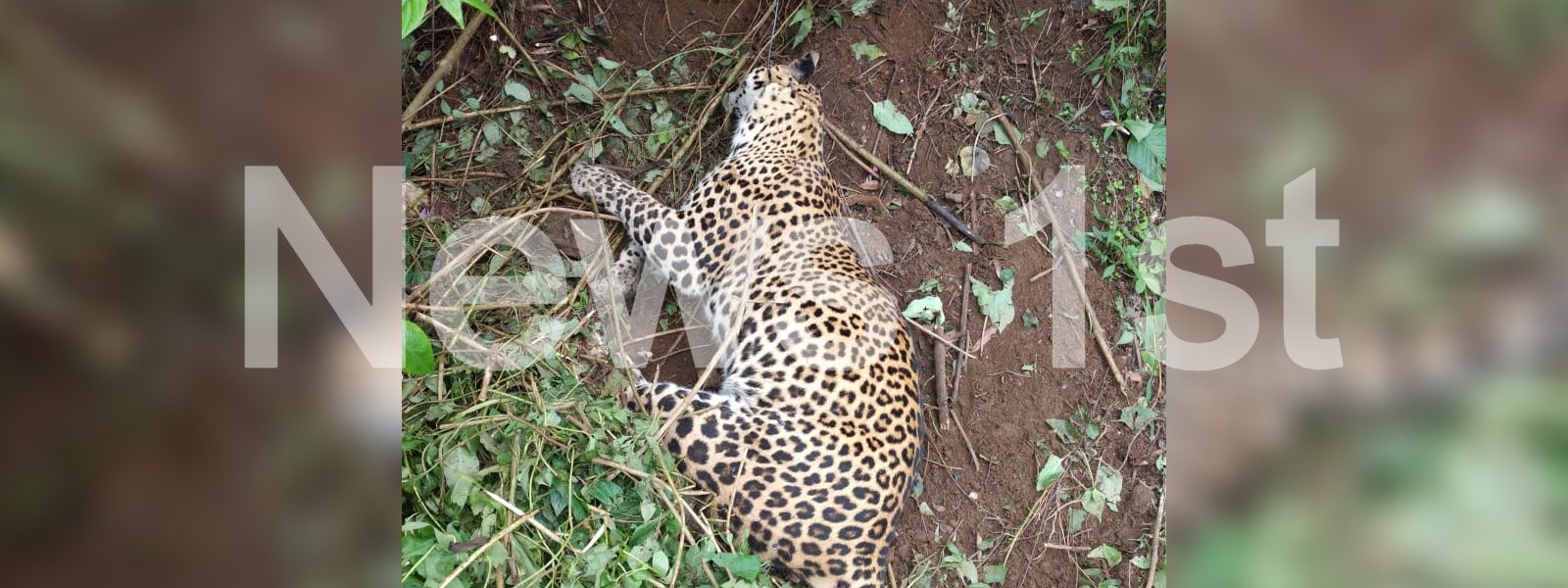 Pussellawa Leopard Cub released back to the wild