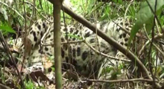 Leopard trapped in a snare in Ginigathhena