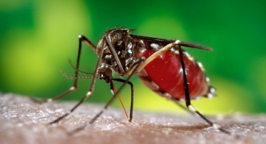 Risk of Dengue intensifies due to rainy season