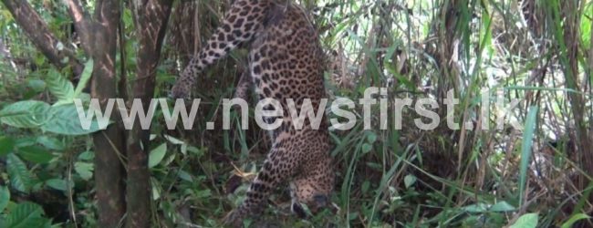 (VIDEO) Another Leopard found dead in Nawalapitiya